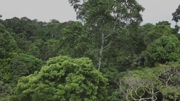Vue Panoramique Sur Forêt Tropicale Naturelle Bornéo — Video