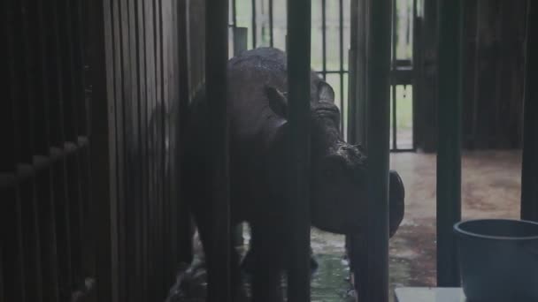 Sumatran Noshörning Skyddat Område Borneo — Stockvideo