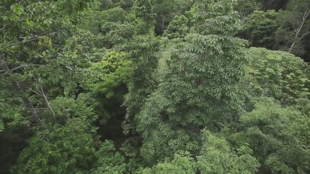 Forêt Tropicale Bornéo Malaisie Filmant Partir Arbre — Video
