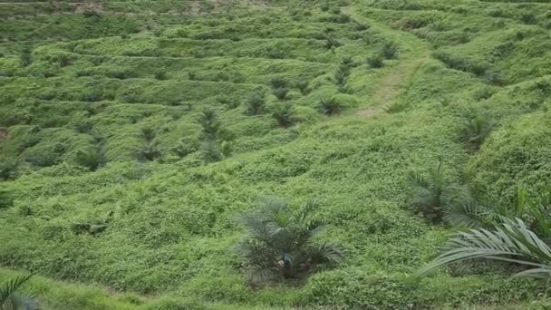 Vue Panoramique Huile Palme Énorme Plantation Déforestation Malaisie — Video