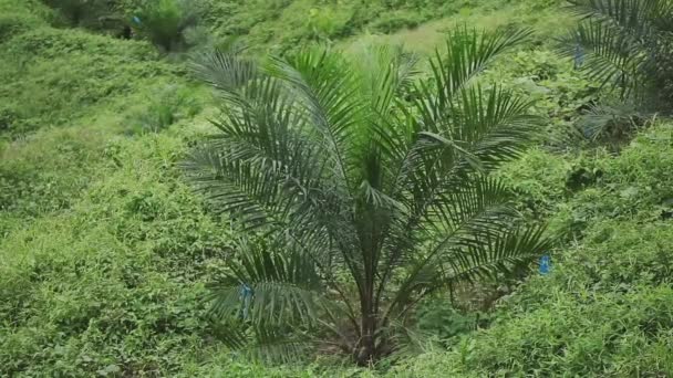 Plantes Huile Palme Malaisie Bornéo — Video