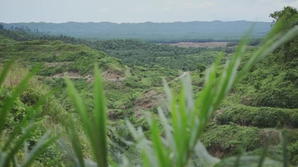 Vue Panoramique Huile Palme Plantation — Video