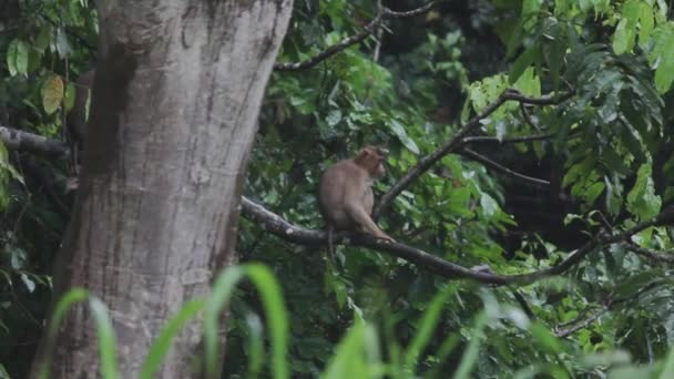 Macaco Macaco Árvore Pulando Escalando Jogando — Vídeo de Stock