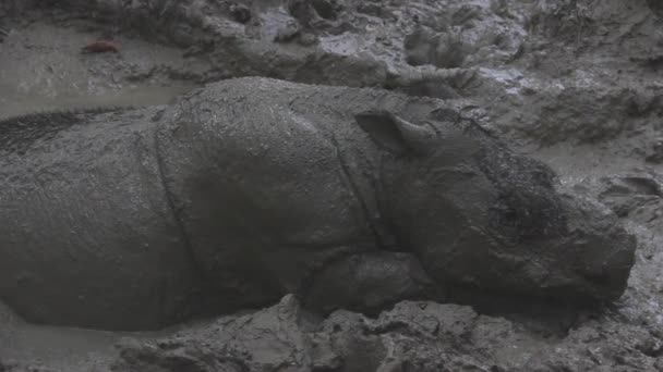Cute Bornean Rhino Mud — Stock Video