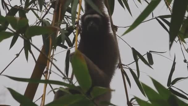 Gibbon Einem Baum Regenwald — Stockvideo