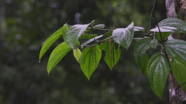 Yağmur Ormanlarında Yağmur Yağıyor Yakın Plan — Stok video