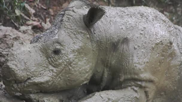 Young Sumatran Rhinoceros Close — Stock Video