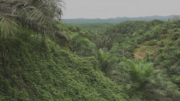 Массовая Плантация Пальмового Масла Борнео — стоковое видео