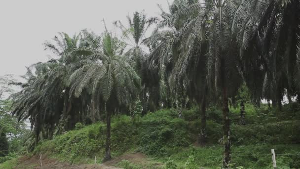 Plantation Huile Palme Bornéo — Video