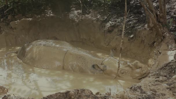 Sabah Rhino Mud Bath Really Close — Stock Video