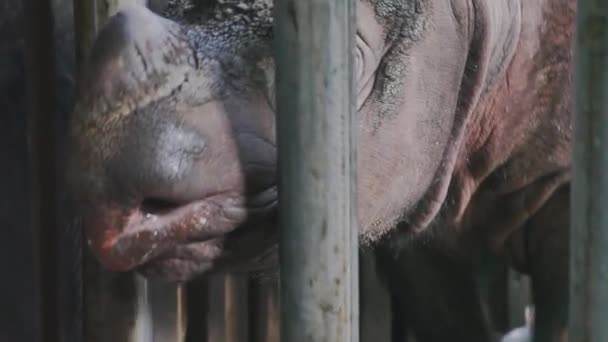 Sumatraanse Neushoorn Die Zich Voedt Borneo — Stockvideo