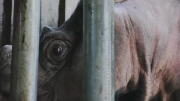 Sabah Rhino Project Protection — Stock Video