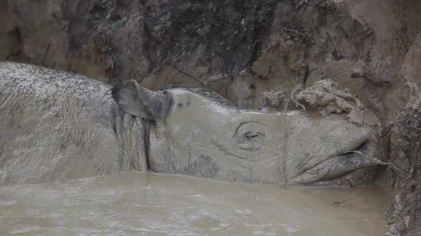 Суматранский Носорог Малайзии Охраняемая Территория — стоковое видео