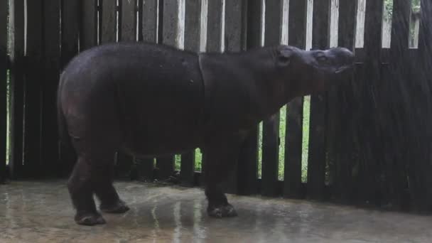 Sabah Rinoceronte Animal Peligro Extinción — Vídeo de stock
