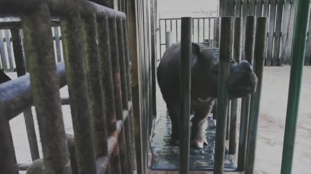 Ρινόκερος Σουμάτρας Απειλούμενο Εξαφάνιση Ζώο — Αρχείο Βίντεο