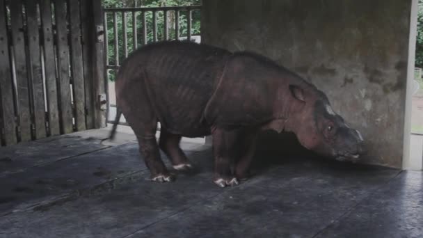 Саба Носорог Борнео — стоковое видео