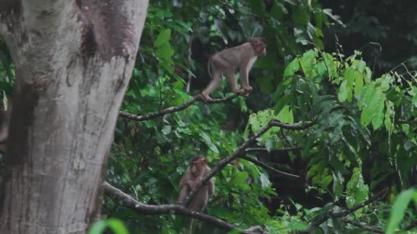 Macaco Macaco Árvore Saltando Escalada — Vídeo de Stock