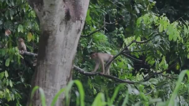 ヤングロングテールのマカク遊び ボルネオ熱帯雨林 — ストック動画