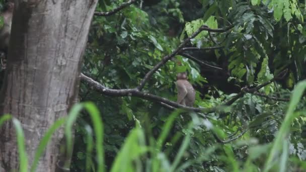 木の上でマカク猿 ジャンプ — ストック動画