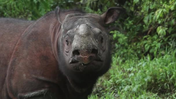 Tamtam Sabah Rhino — Stockvideo