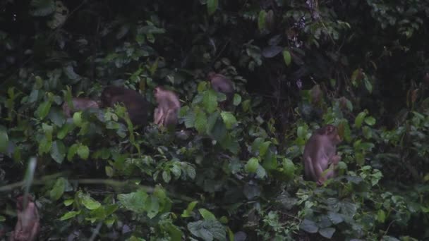 Две Обезьяны Макаки Играют Буше Среди Зеленой Листвы Малайзия — стоковое видео