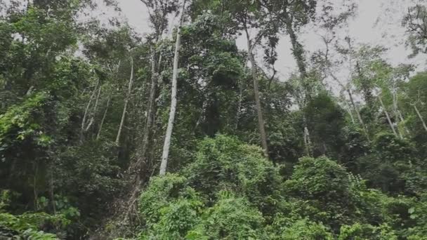 Beauté Forêt Tropicale Naturelle Malaisie Bornéo Vue Panoramique Grand Angle — Video