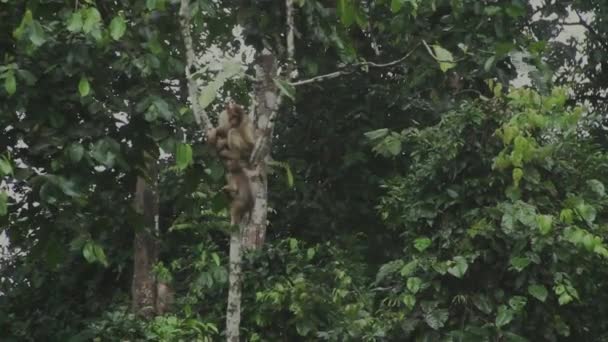 Dos Monos Macacos Sentados Cima Del Árbol Malasia — Vídeos de Stock