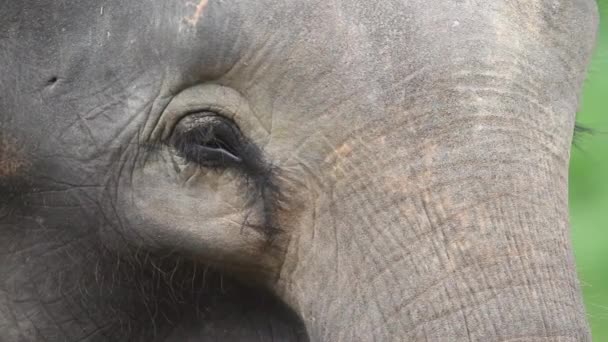 Szemek Bornea Pygmy Elefánt Közelkép — Stock videók