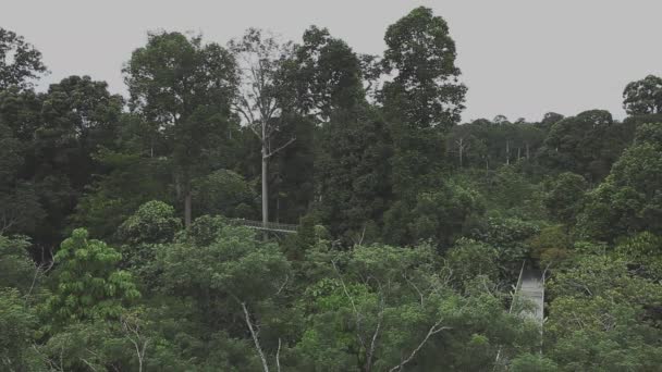 Панорамный Вид Rainforest Борнео Малайзия — стоковое видео