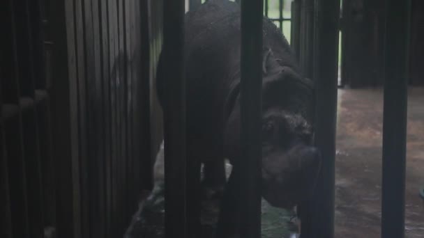 Sabah Rhino Projektet Malaysia Borneo — Stockvideo