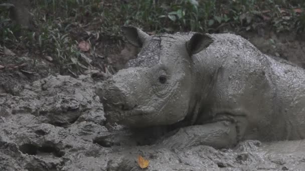 Sabah Rhino Project Maleisië Borneo — Stockvideo