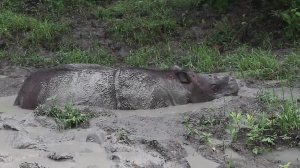 Baño Barro Sabah Rhinoceros Borneo — Vídeos de Stock
