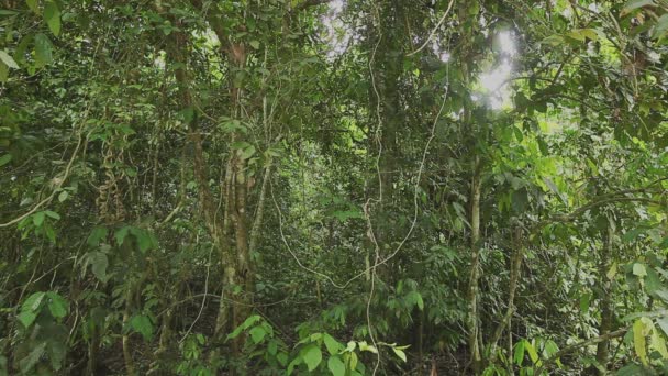 ボルネオの自然熱帯雨林 — ストック動画
