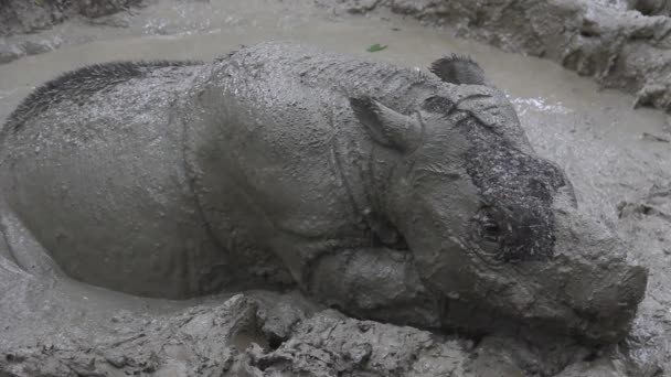 Симпатичный Носорог Сабах Спит Грязи — стоковое видео