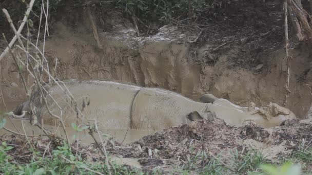 Rhinocéros Bornéo Dormant Dans Bain Boue Bouge Les Oreilles — Video