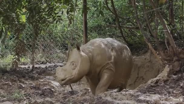 Суматранский Носорог Грязевая Ванна — стоковое видео