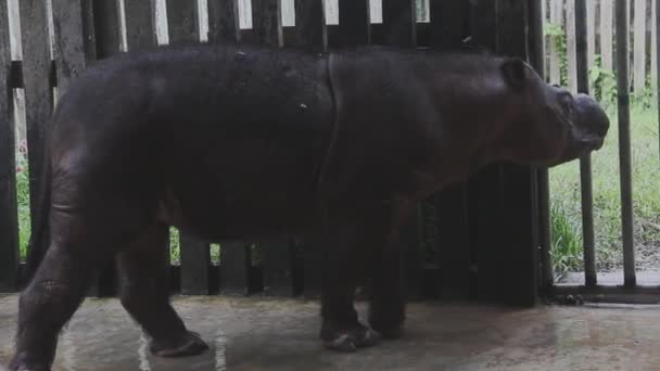 Sumatran Noshörning Utrotningshotade Djur — Stockvideo