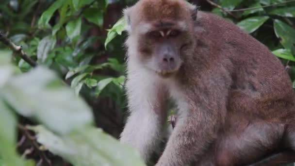 Mono Macaco Mirando Árbol Malasia — Vídeos de Stock