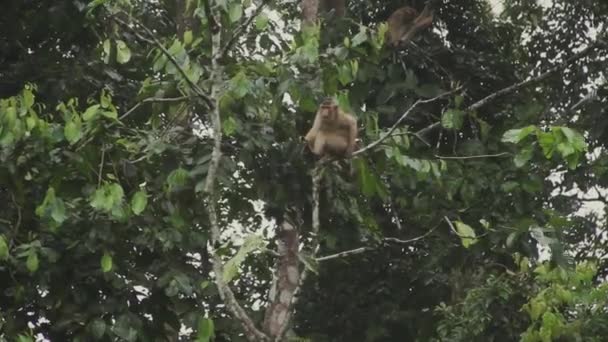 이지아 의나무 꼭대기에 마카크 원숭이 — 비디오