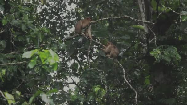 Dois Macacos Floresta Tropical Bornéu — Vídeo de Stock