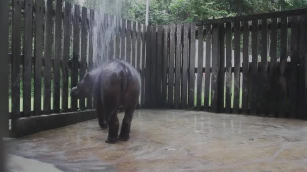 Sumatraanse Neushoorn Douche Maleisië — Stockvideo
