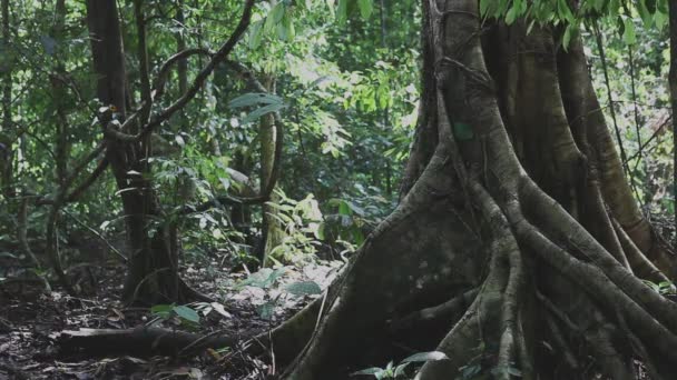 ボルネオ島の巨木 — ストック動画