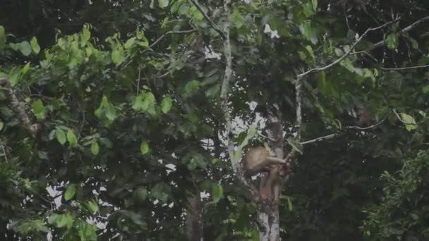 マカク猿 マレーシア ボルネオ — ストック動画