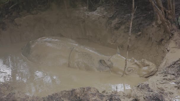 Rinocerontes Sumatra Malásia — Vídeo de Stock