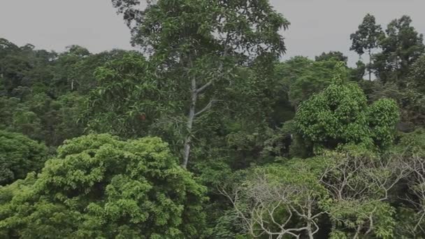 Природные Тропические Леса Малайзия Борнео — стоковое видео