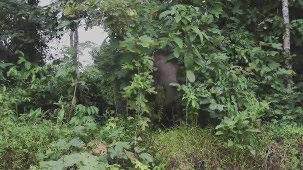 Elefantes Bornéu Floresta Tropical — Vídeo de Stock