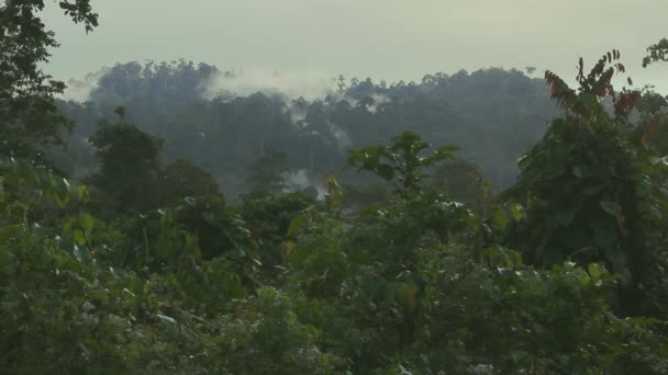 Awan Atas Hutan Hujan Kalimantan Tampilan Lansekap — Stok Video