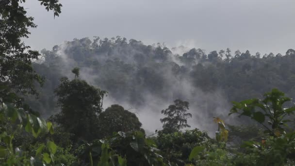 Bornean Yağmur Ormanlarının Üzerinde Bulut — Stok video