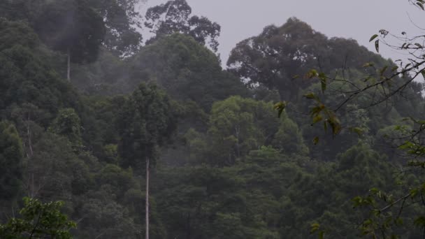 Заповедник Дикой Природы Табин Тропический Лес Малайзия — стоковое видео