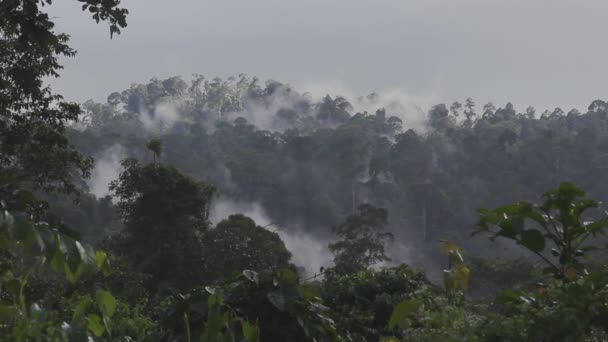 Nuage Dessus Forêt Tropicale Bornéo — Video